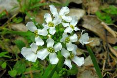 Jonopsidium_savianum